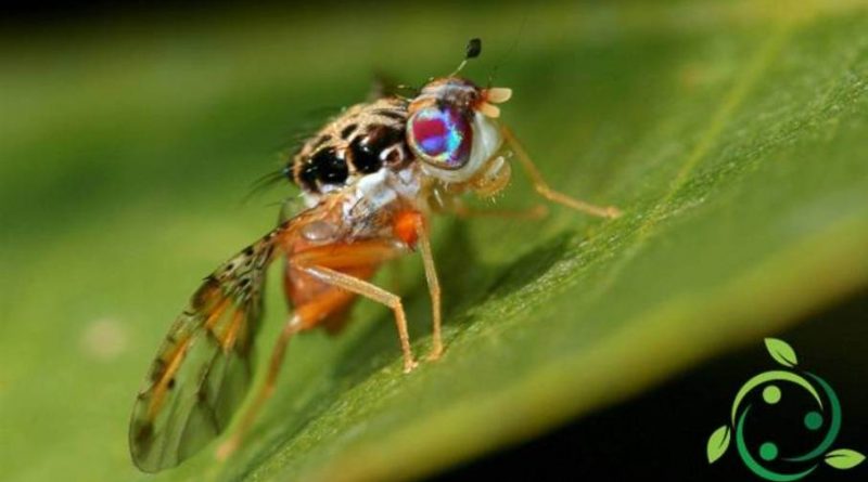 Rimedi naturali contro la Mosca della frutta