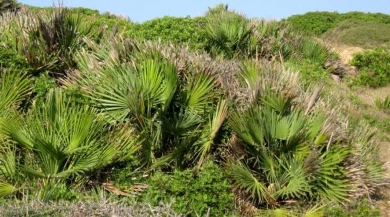 Chamaerops humilis