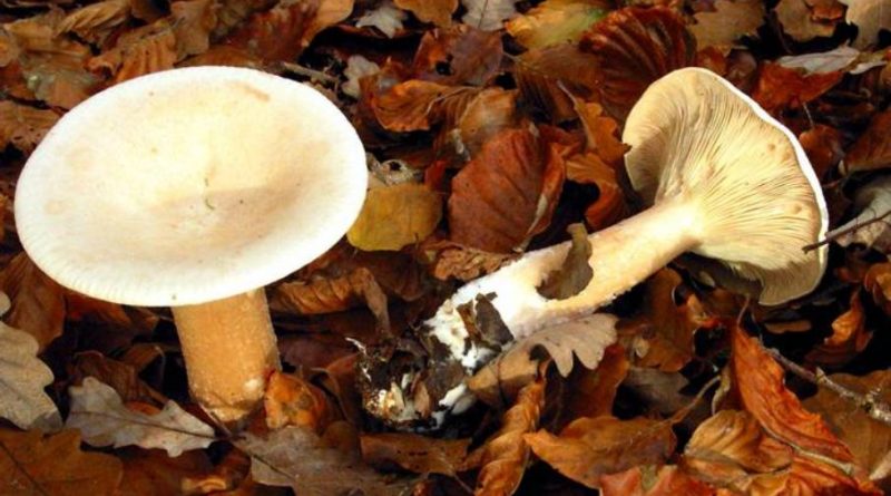 Clitocybe geotropa