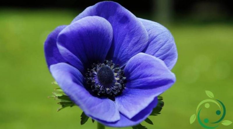 Come coltivare l’Anemone