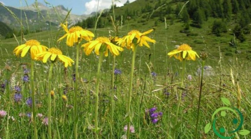 Come coltivare l’Arnica