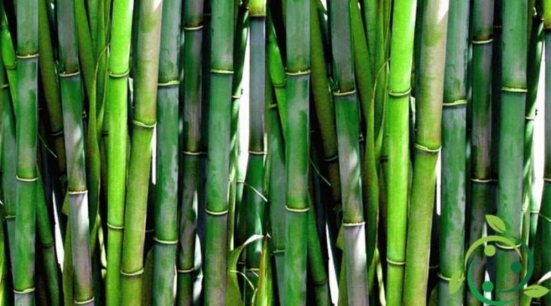 Come coltivare il bambù