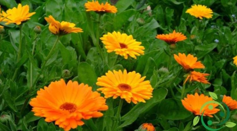 Come coltivare la Calendula