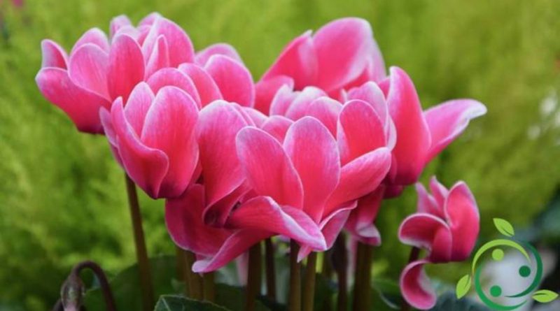 How to grow cyclamen: technique and tips in pots or in