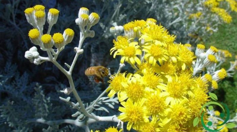 Come coltivare la Cineraria