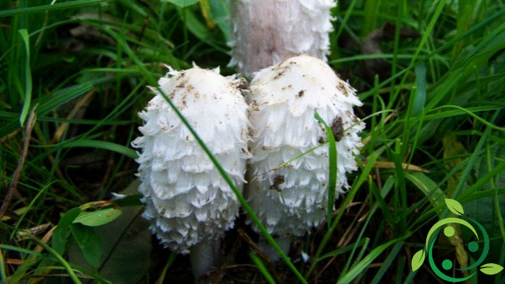 Come coltivare il Coprinus comatus