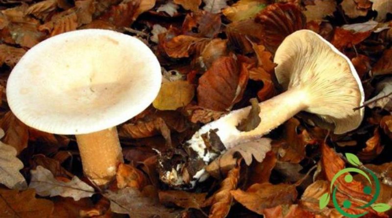 Come coltivare il Clitocybe geotropa