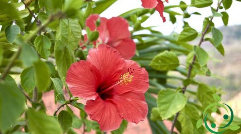 Come coltivare l’ Hibiscus