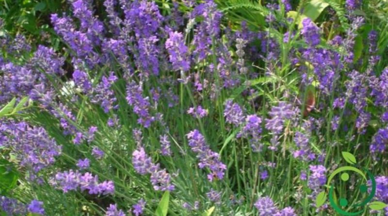 Come coltivare la Lavanda vera