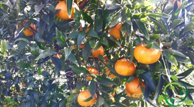 Come coltivare il mandarino in maniera biologica