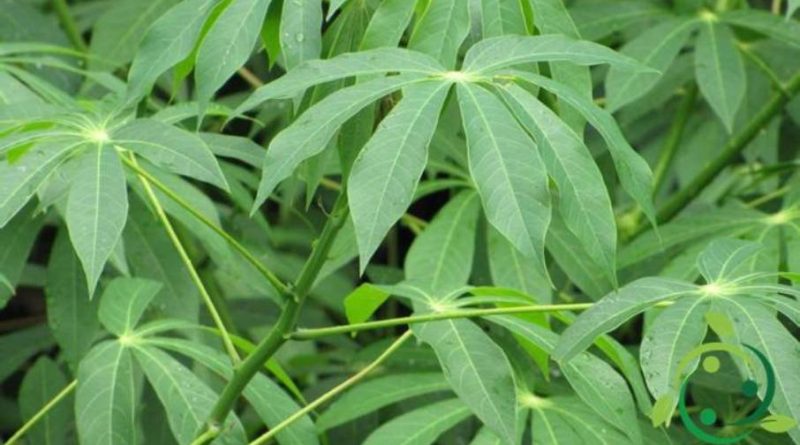 Come coltivare la manioca