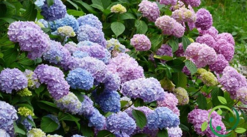 Cómo cultivar hortensias: técnica en macetas y en el jardín y