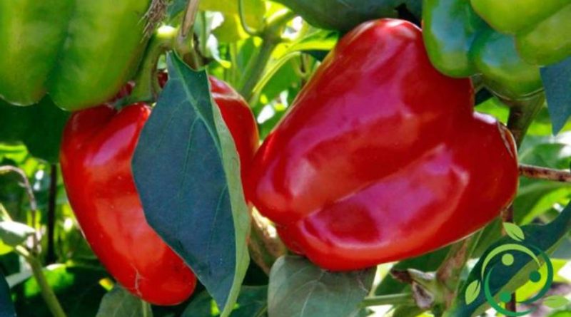 Come coltivare i peperoni in maniera biologica
