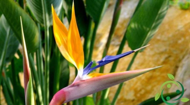 Come si coltiva la Strelitzia