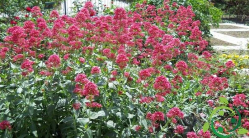 Come coltivare la Valeriana rossa