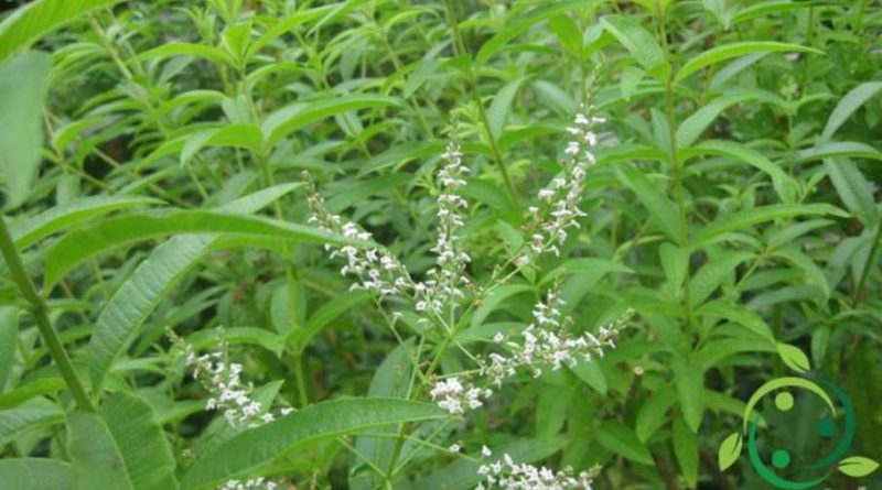 Come coltivare la Verbena odorosa