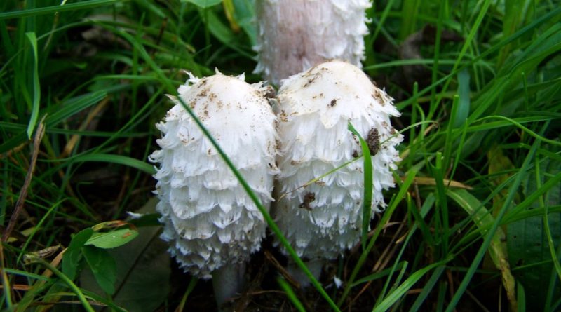 Coprinus comatus