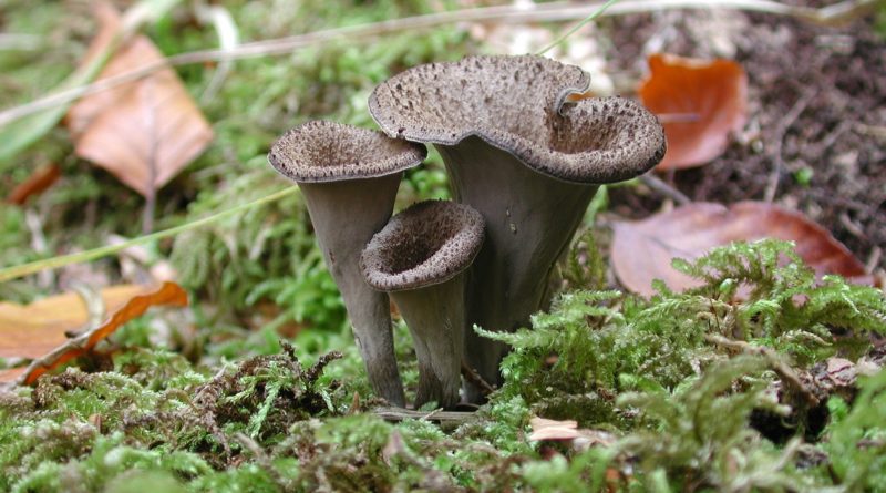 Craterellus cornucopioides