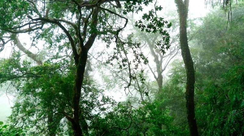 Foresta pluviale temperata di Valdivia