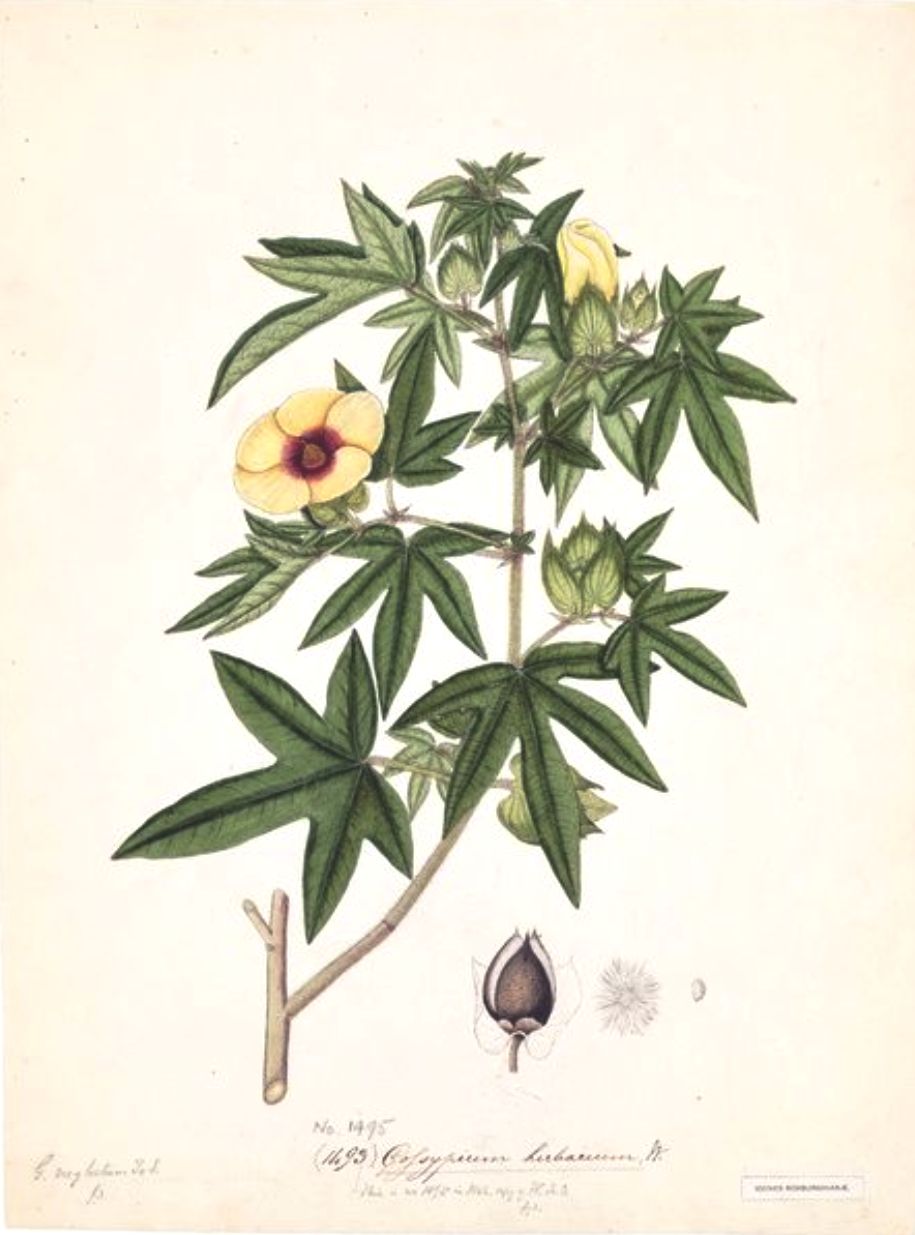 Gossypium - Wikipedia