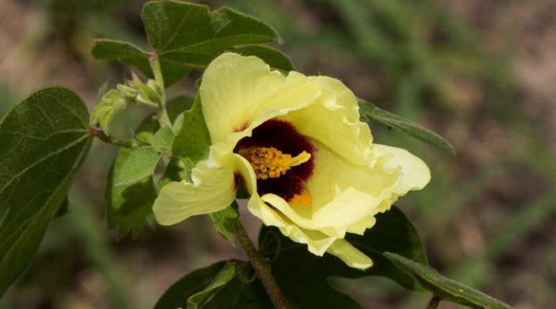 Gossypium herbaceum