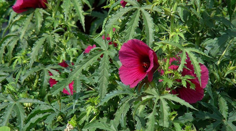 Hibiscus cannabinus