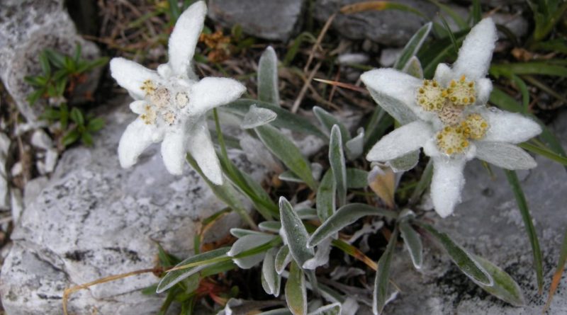 Leontopodium alpinum