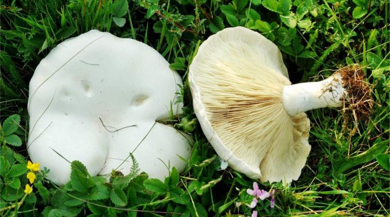 Leucopaxillus lepistoides