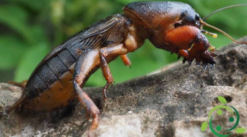 Rimedi naturali contro il grillotalpa