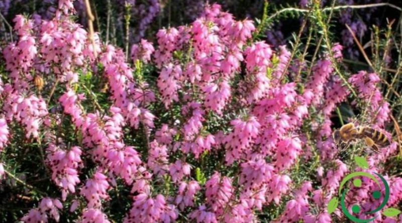 Come produrre il miele di Erica carnea