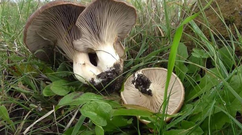 Pleurotus eryngii