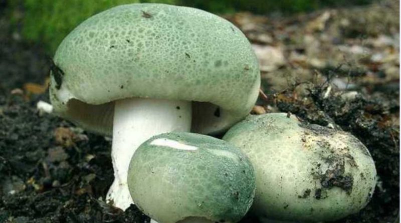 Russula virescens