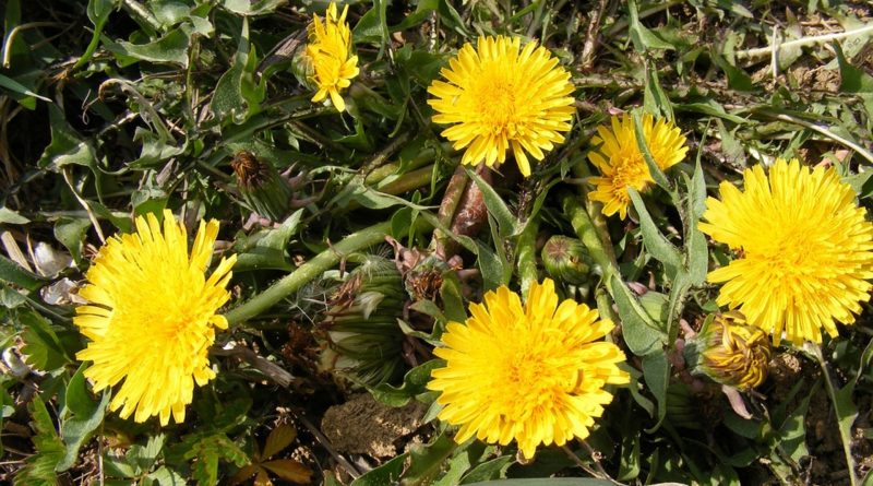 Taraxacum officinale