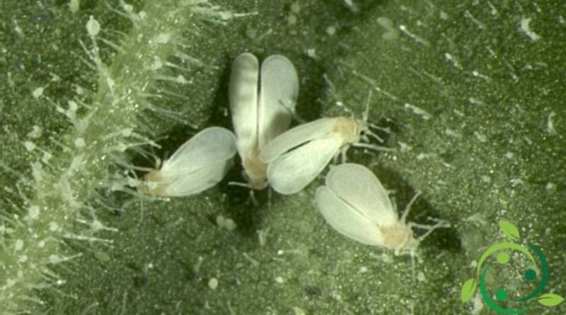 Trialeurodes vaporariorum