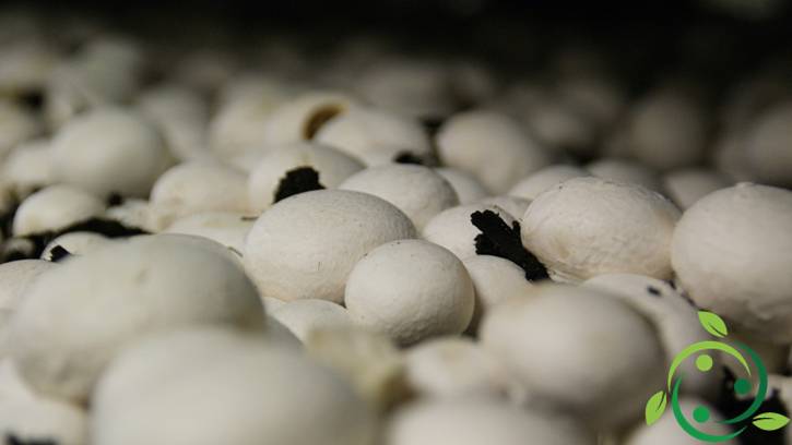 I funghi che si possono coltivare