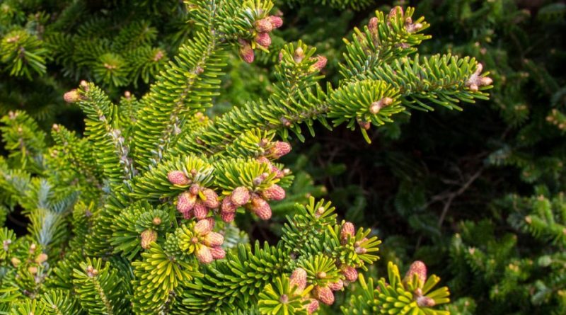 Abies nordmanniana