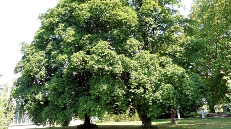 Acer cappadocicum lobelii