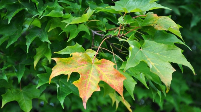 Acer saccharum