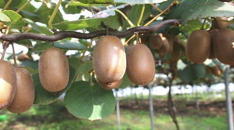 Actinidia deliciosa