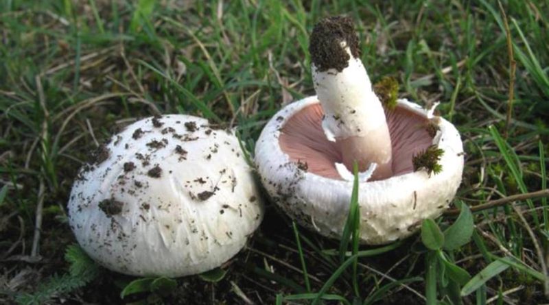 Agaricus pampeanus