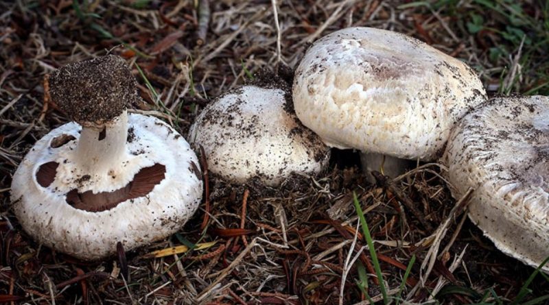 Agaricus bisporus