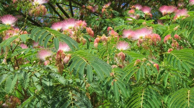 Albizia julibrissin