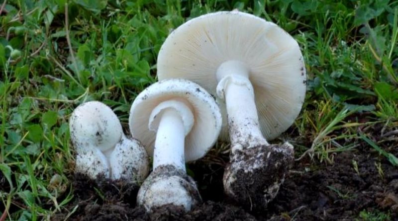 Amanita verna