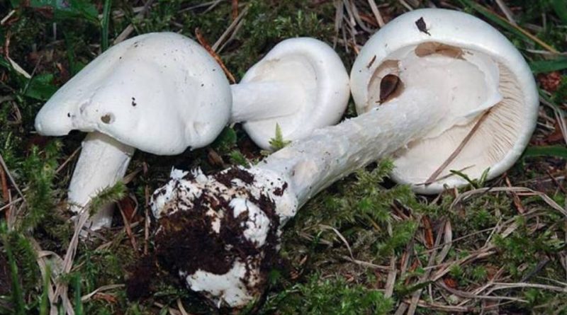 Amanita virosa