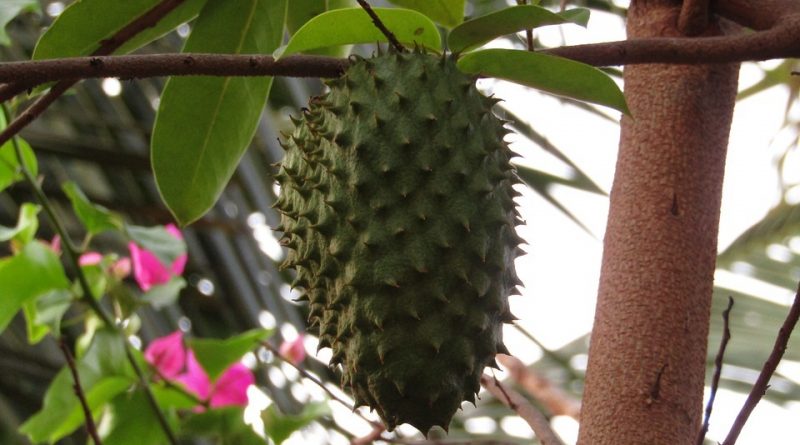 Annona muricata