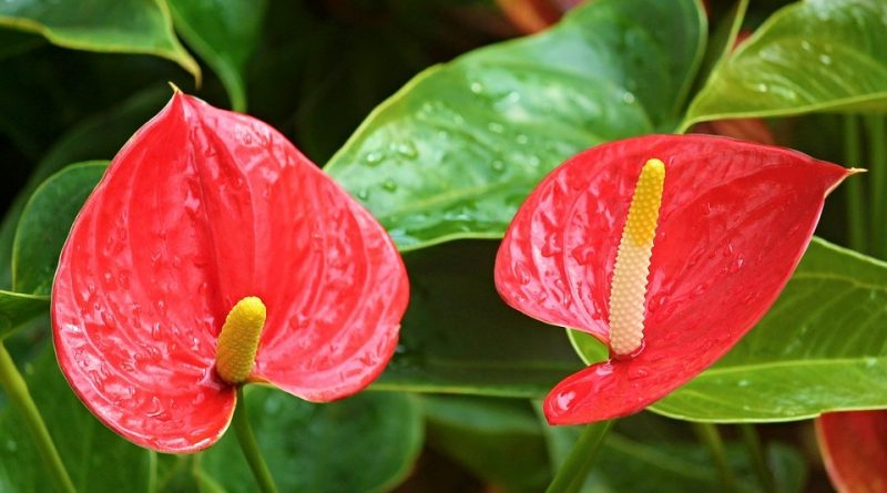 Come coltivare l’Anthurium