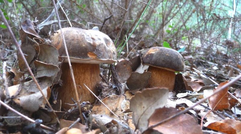 Boletus aereus