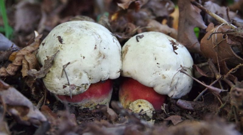 Boletus satanas