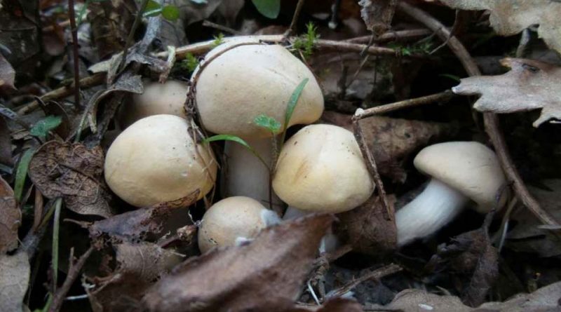 Calocybe gambosa