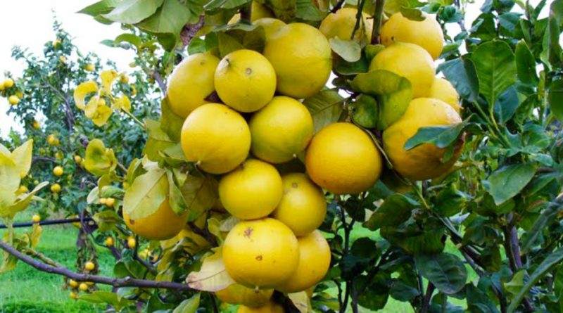 Citrus × bergamia